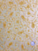 Yellow Sequin & Beads On Silk Chiffon JEC-126-10 Fabric