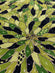 Green Sequin & Beads On Silk Chiffon JEC-129-7 Fabric